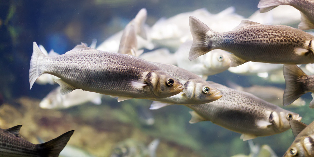 Мигрирующие пресноводные рыбы столкнулись с драматическим сокращением своих популяций, достигающим 81%.