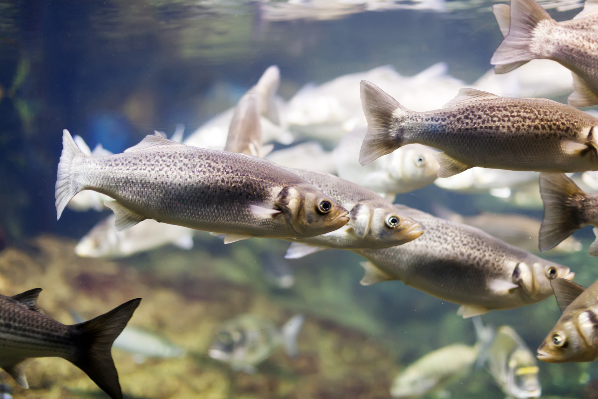 <a href="https://ru.freepik.com/free-photo/thicklip-grey-mullet_1584078.htm">Изображение от bearfotos на Freepik</a>