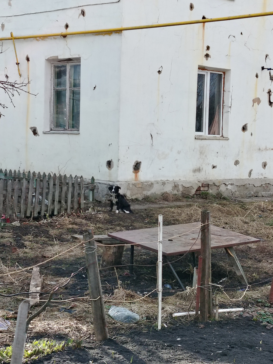 Привязанная собачка одной маргинальной женщины. 