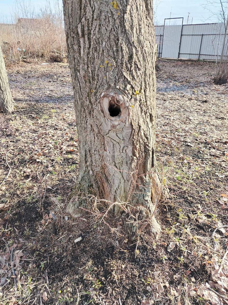 Сегодня в парке. Любимое дерево с дуплом.