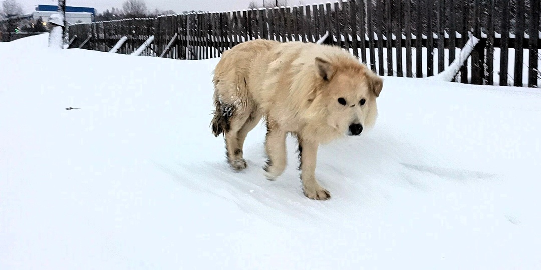 "Санта-Барбара" в приюте для бездомных животных