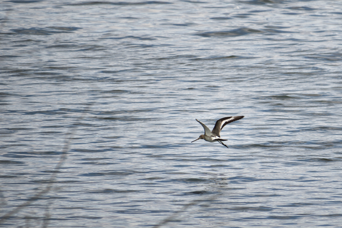 Большой веретенник 