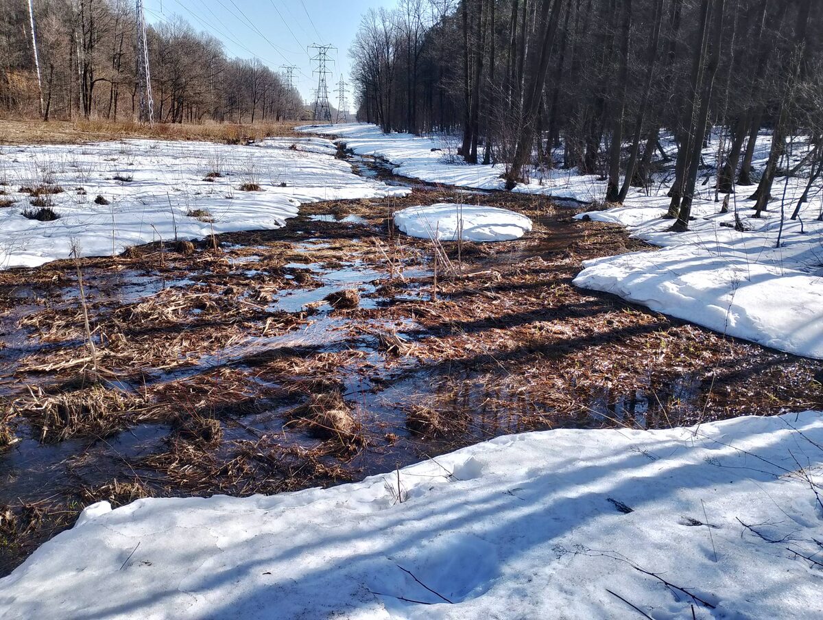 Зима напрасно злится, в талой воде уже появились лягушки. Они надеются, что не получится, "как в прошлый раз", когда год назад возвратные заморозки резко сократили их популяцию в Измайлово.