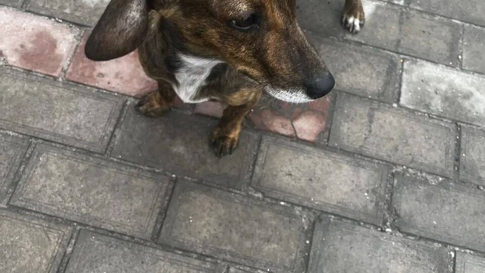 📍На трассе найдена мелкая собачка