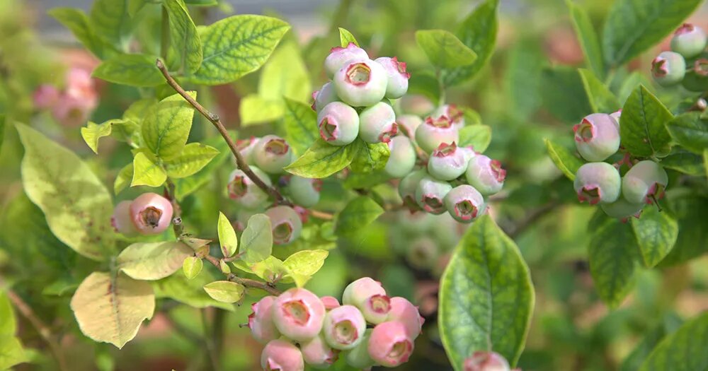 Чем подкормить голубику для обильного урожая