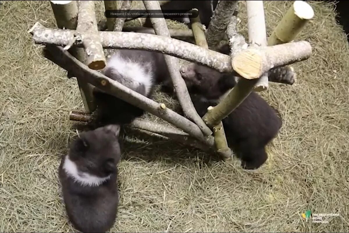    Псковские медвежата не дают себя в обиду