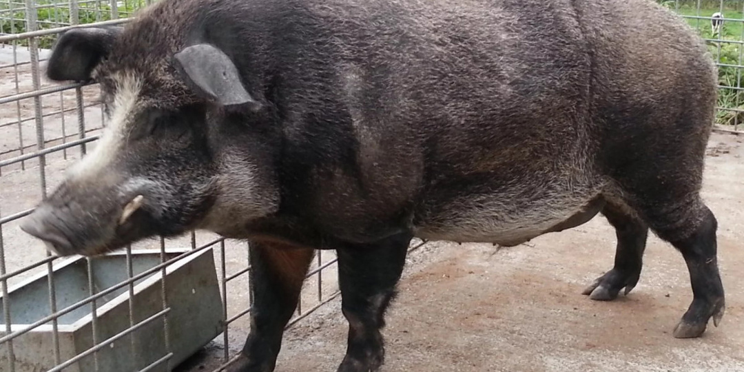 Одичавшие свиньи с заброшенных ферм Фукусимы переписывают представления ученых о генетике