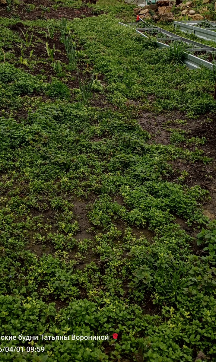 Мокрица- рассадник для слизней