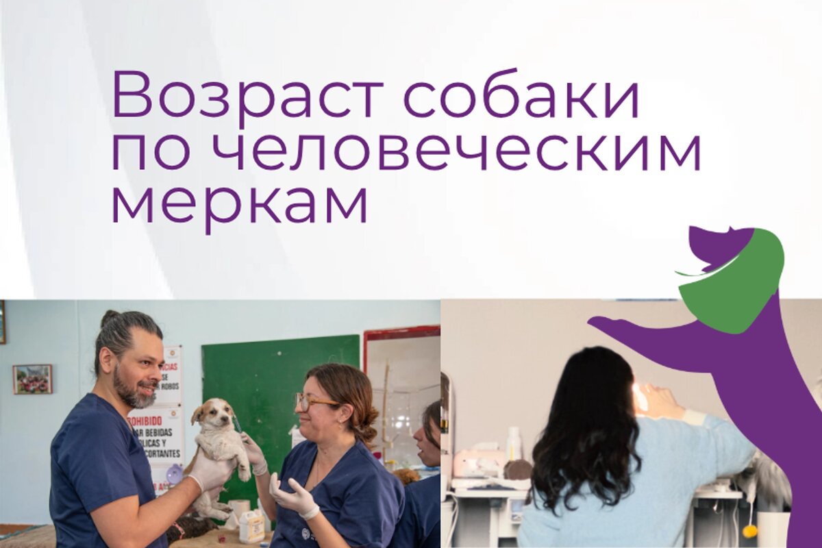 Возраст собаки по человеческим меркам