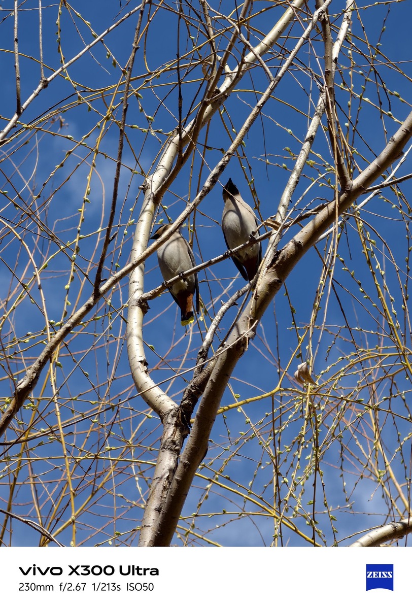 Фото X (Ice Universe)/ Vivo X300 Ultra  📷
