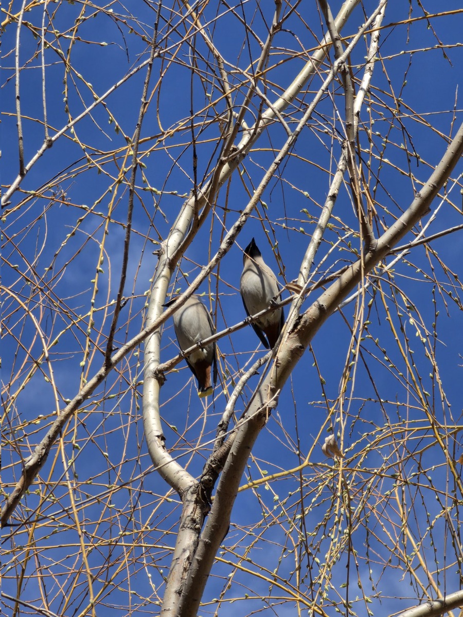 Фото X (Ice Universe)/S26 Ultra  📷
