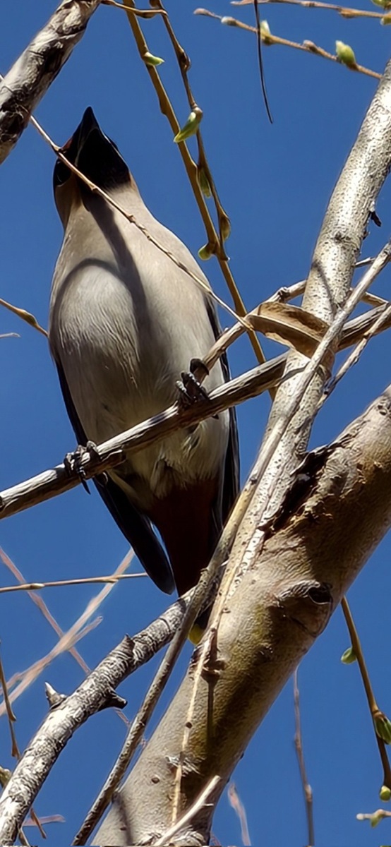 Фото X (Ice Universe)/ Vivo X300 Ultra  📷
