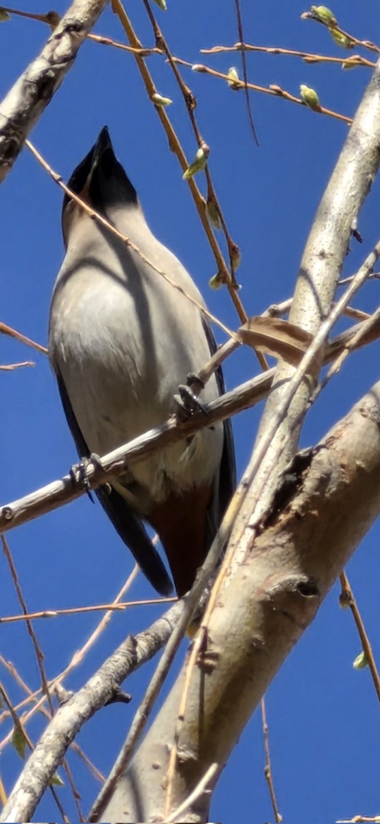 Фото X (Ice Universe)/S26 Ultra  📷
