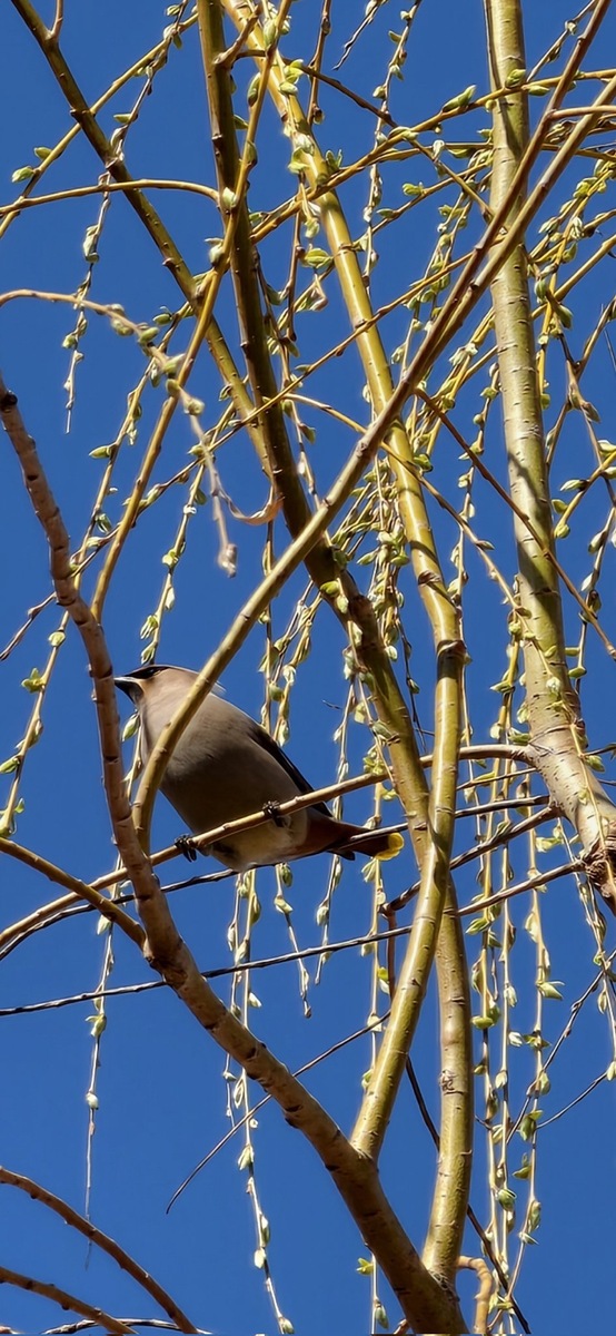 Фото X (Ice Universe)/ Vivo X300 Ultra  📷
