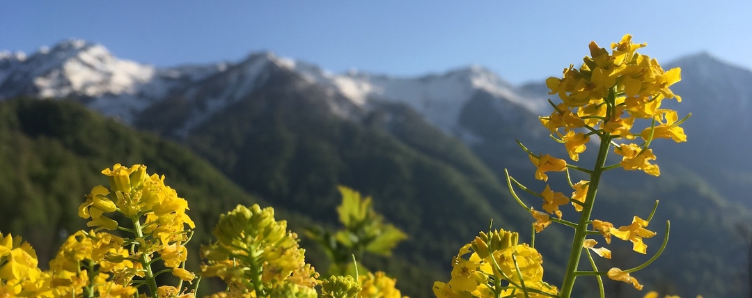 Не только лыжи: чем заняться в Красной Поляне весной и летом