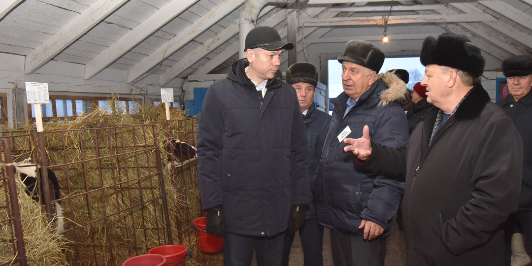 Великий исход: буренок уничтожали только в личных хозяйствах, и делали это не просто так