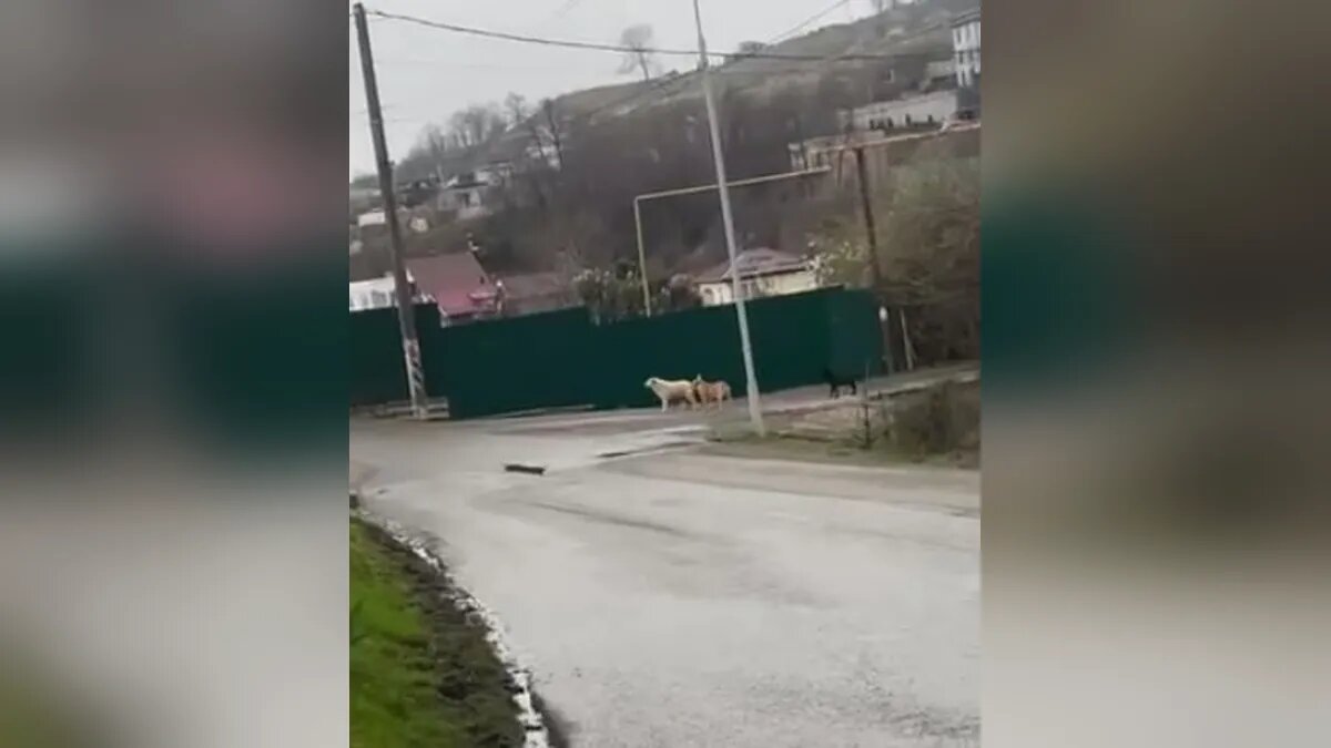    Скриншот видео t.me/KubTube