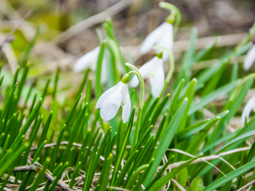 Подснежники – предвестники весны