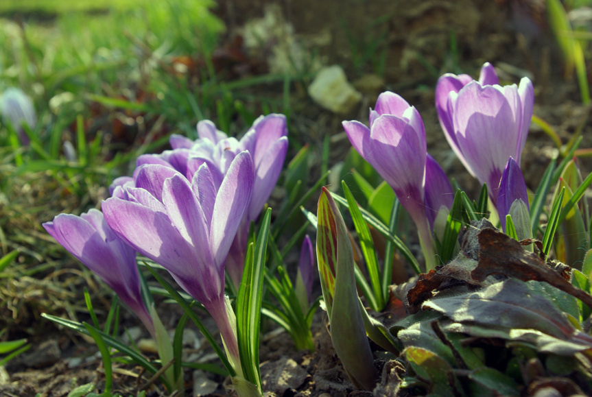 Крокус любит солнечные места
