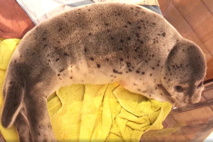 Один из тюленей, спасённый дайв-центром Евгения Полухина / скриншот кадра видео программы «Вести Приморья» ГТРК Владивосток