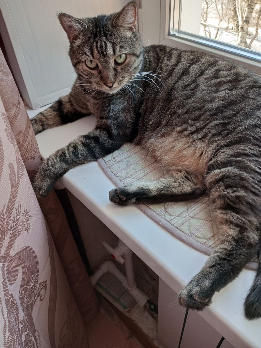 Пристроился