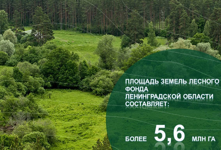 фото: Департамент лесного хозяйства по СЗФО