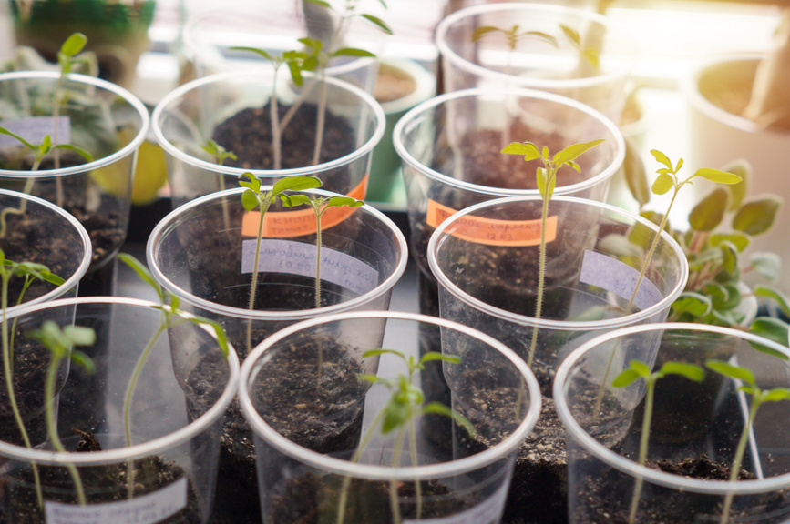 Когда солнца мало, рассада начинает вытягиваться