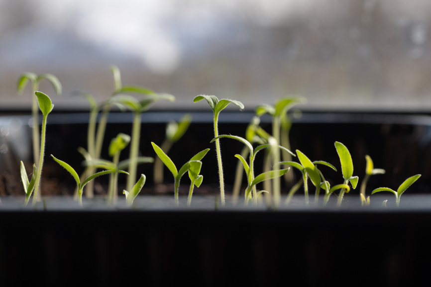 Рассада томатов