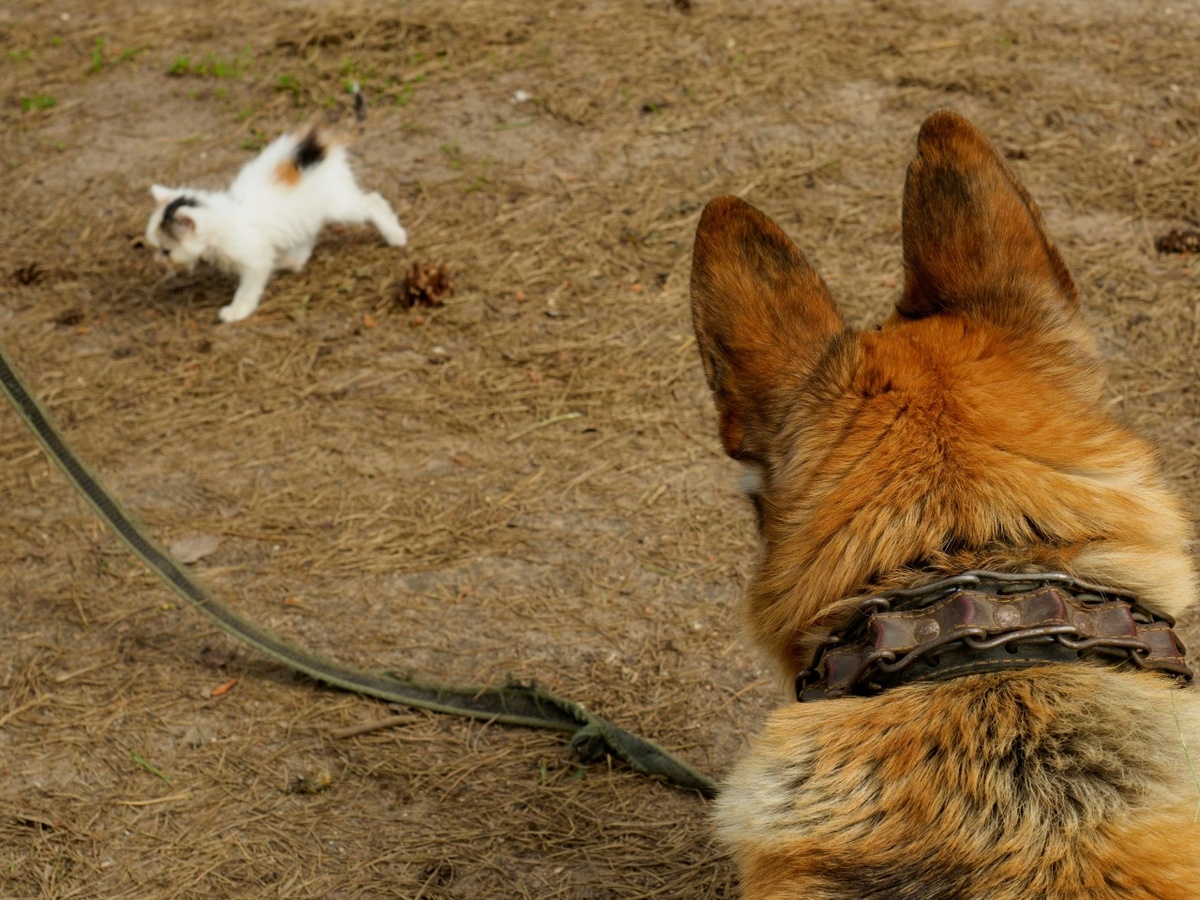    Фото: Александр Губарев Юра Белый