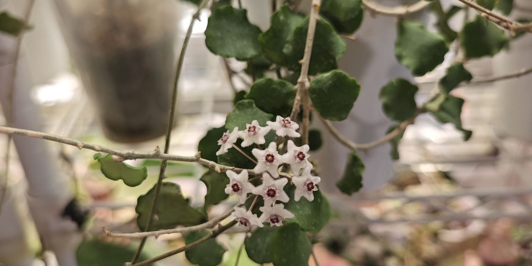 И снова первоцветка