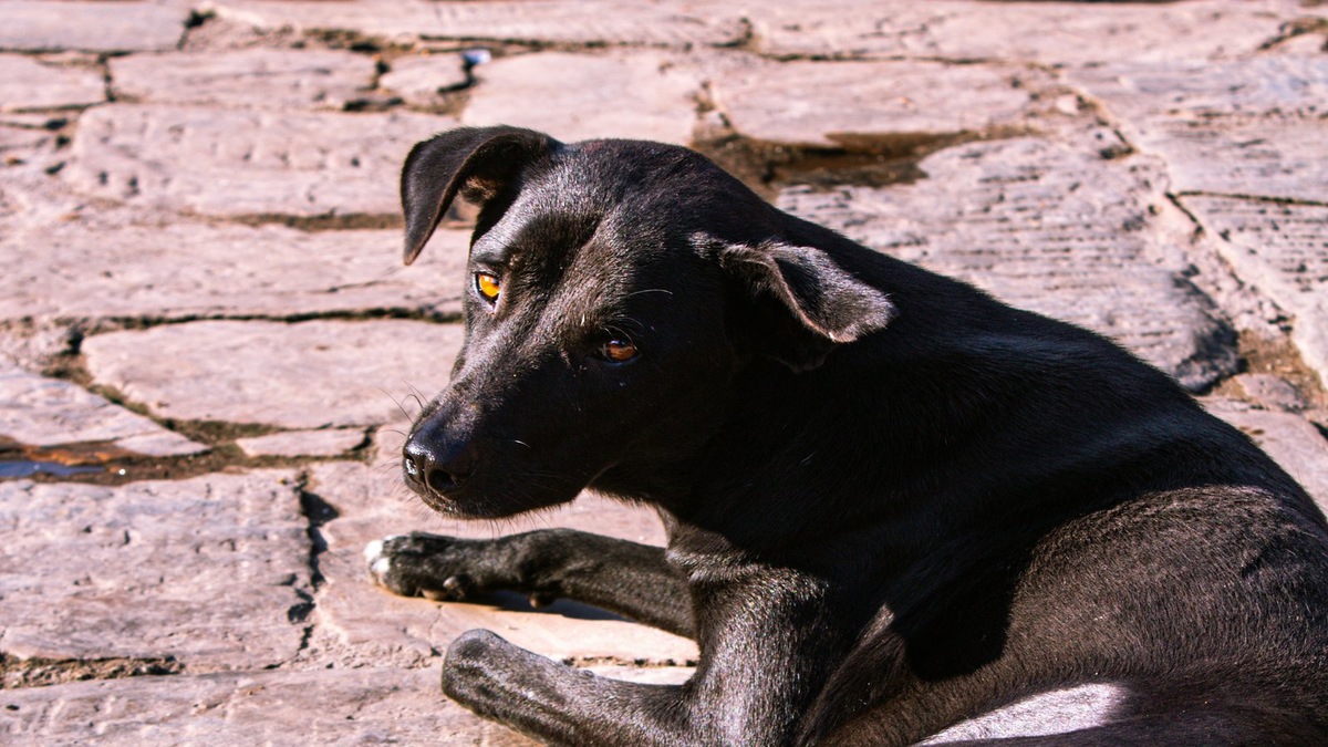    Фото несет иллюстративный характер