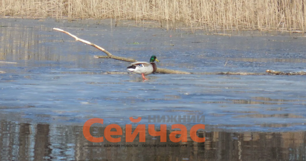 Сезон охоты на пернатую дичь открылся в Нижегородской области