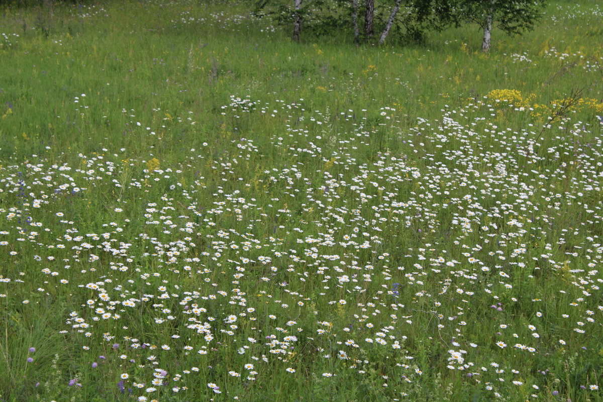     Сиған ҡатынының ҡарғышы төштөмө икән?