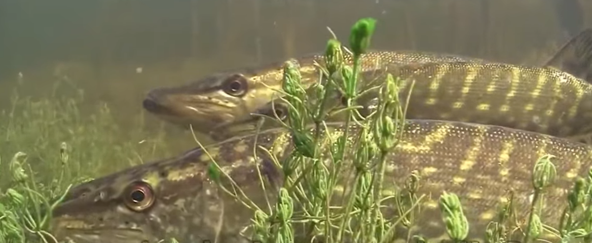 Самка и самцы щуки во время нереста.