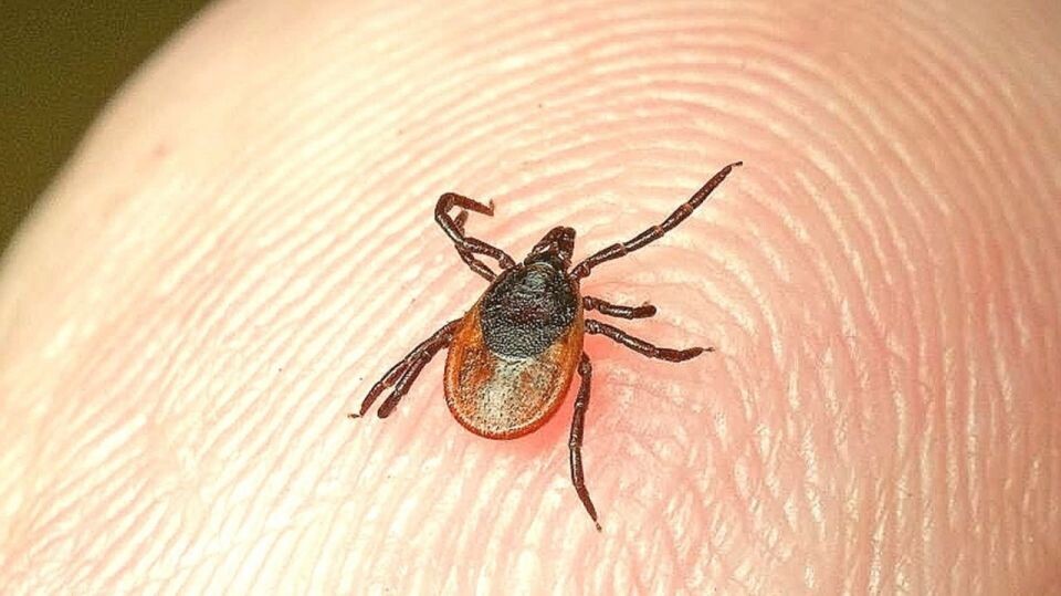    Клещ. Источник: "Толк"