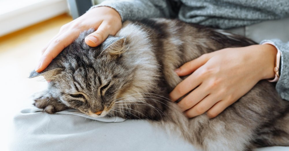 😾 Если у кошки в желудке скопилась шерсть: как распознать и что делать