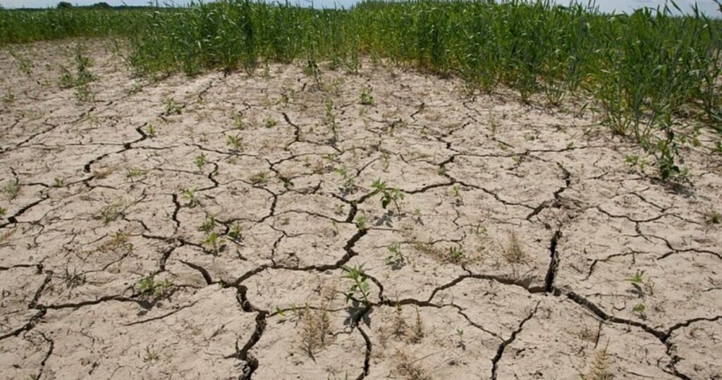 🌱 Ставрополье наступает на пустыню: 200 гектаров под новый лес