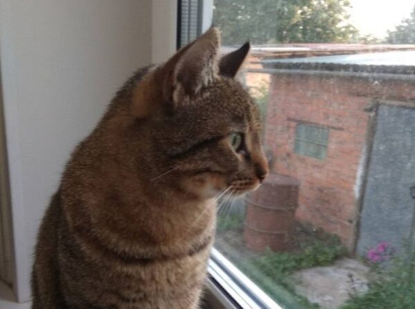 Пропавший в Подмосковье кот вернулся домой через девять дней, пройдя 65 километров