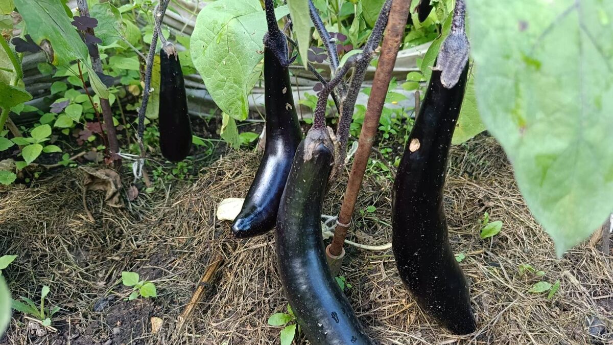 Король Севера F1