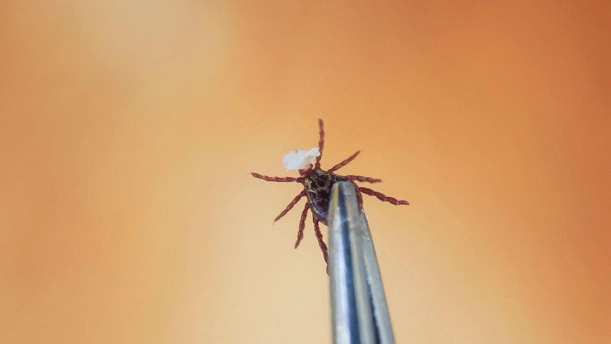    Фото: Bachkova Natalia / Shutterstock / Fotodom