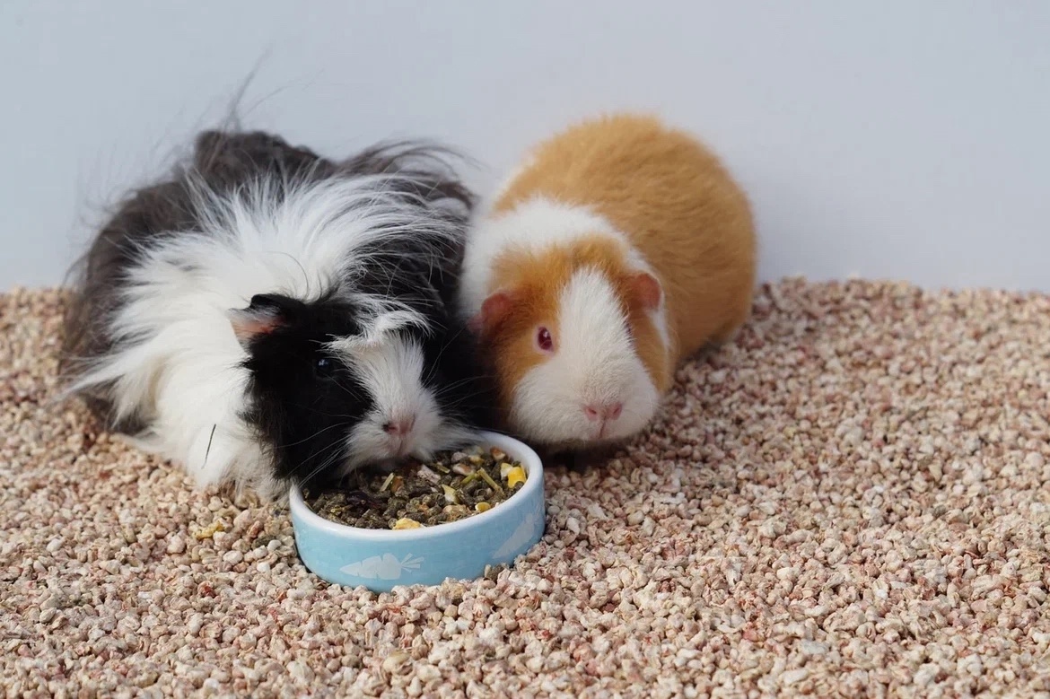 Морские свинки.