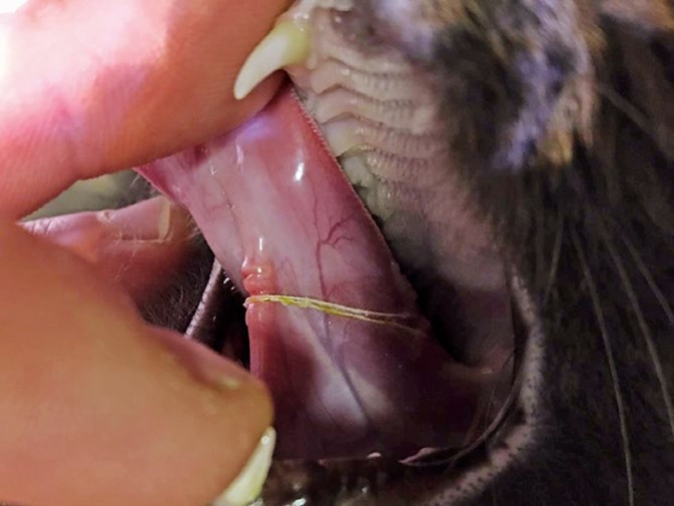 Материал взят из книги Small Animal Gastroenterology 2nd Edition 2024