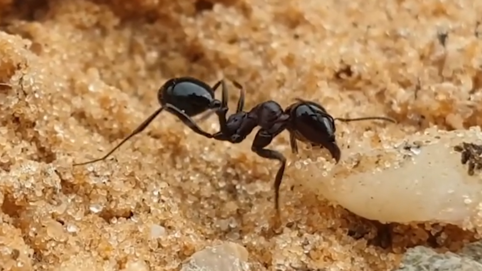 ФОТО: Кадр из программы "Тайны Чапман", РЕН ТВ