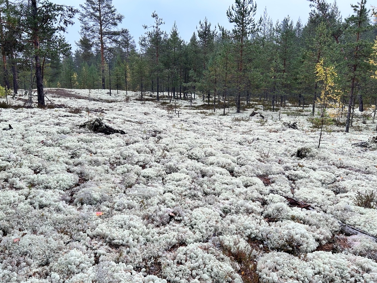 Вот такой замечательный беломошник мы нашли в прошлом году. Все собранные белые грибы - оттуда. А сколько тут рябчиков!