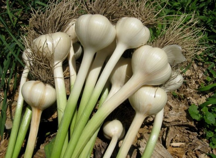 Желтеет чеснок весной? 3 подкормки, которые вернут зелень и вырастят крупные головки