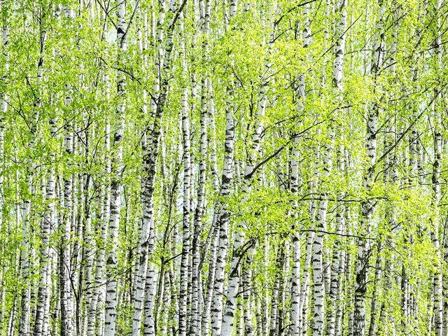    Фото: Москва 24/Лидия Широнина