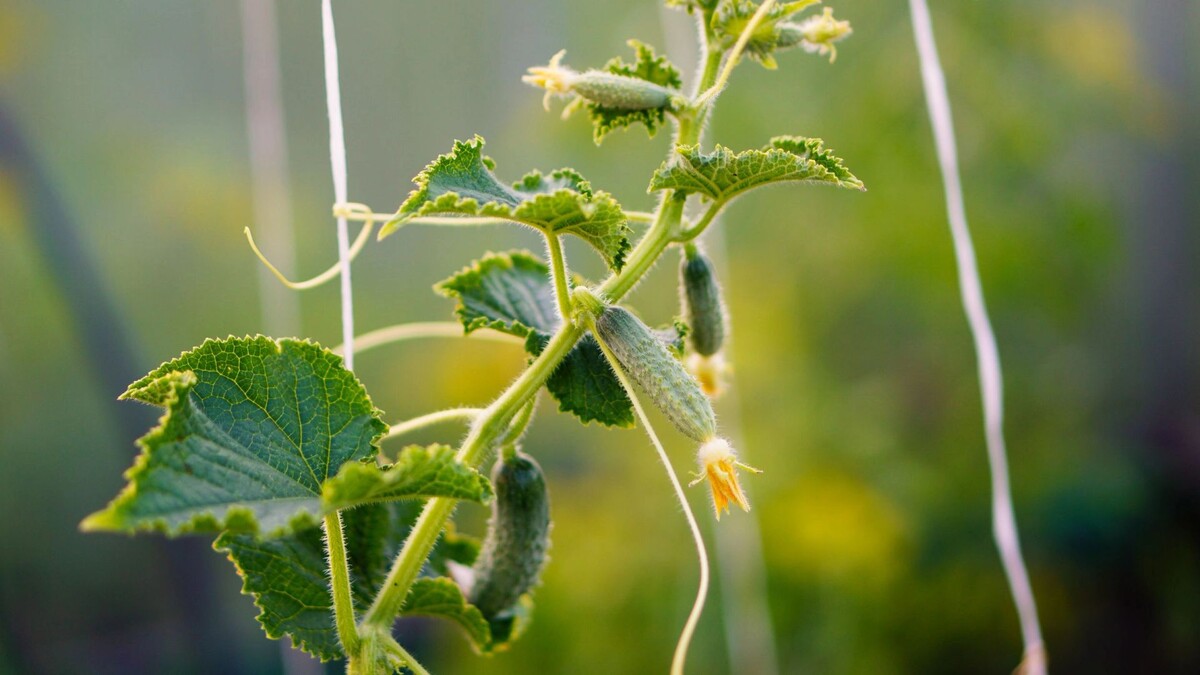    Фото: Юлия Чудинова/«Ямал-Медиа»