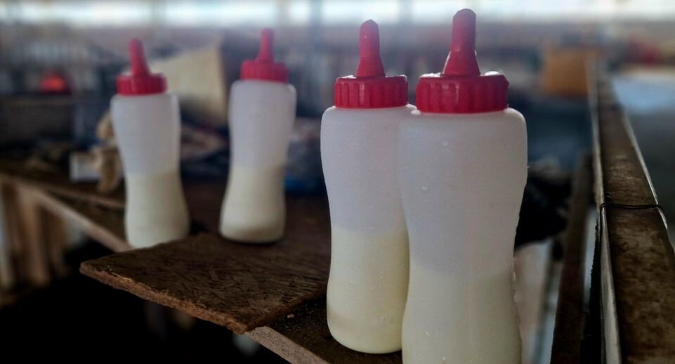    Ольга Шаронова