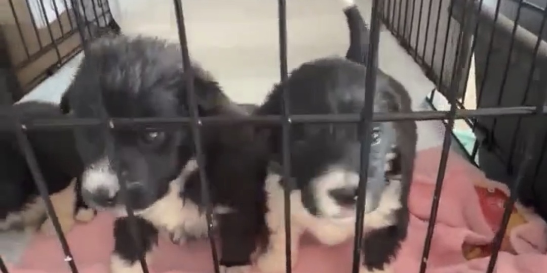 Щенкам с помойки нужна помощь! Чем быстрее, тем лучше 😢