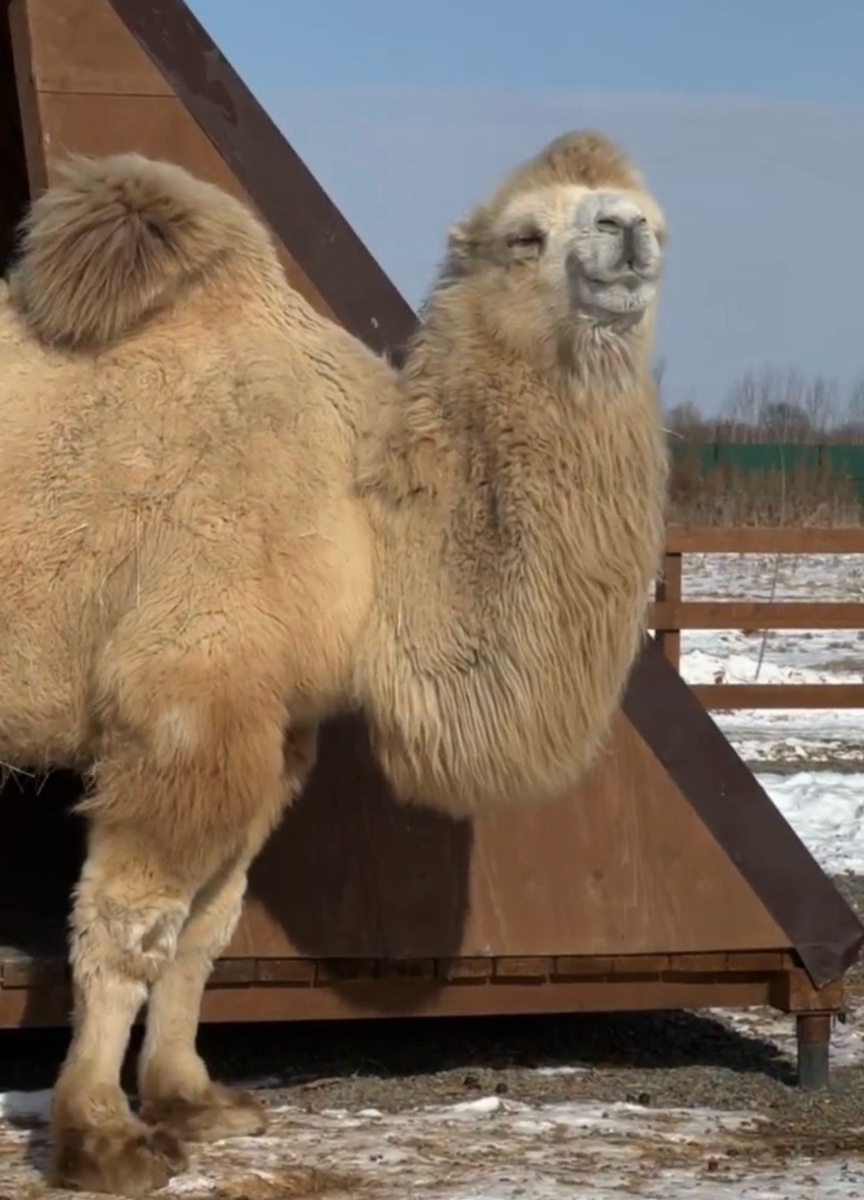    Фото: Зоопарк «Чудесный»